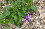 Rose verbena